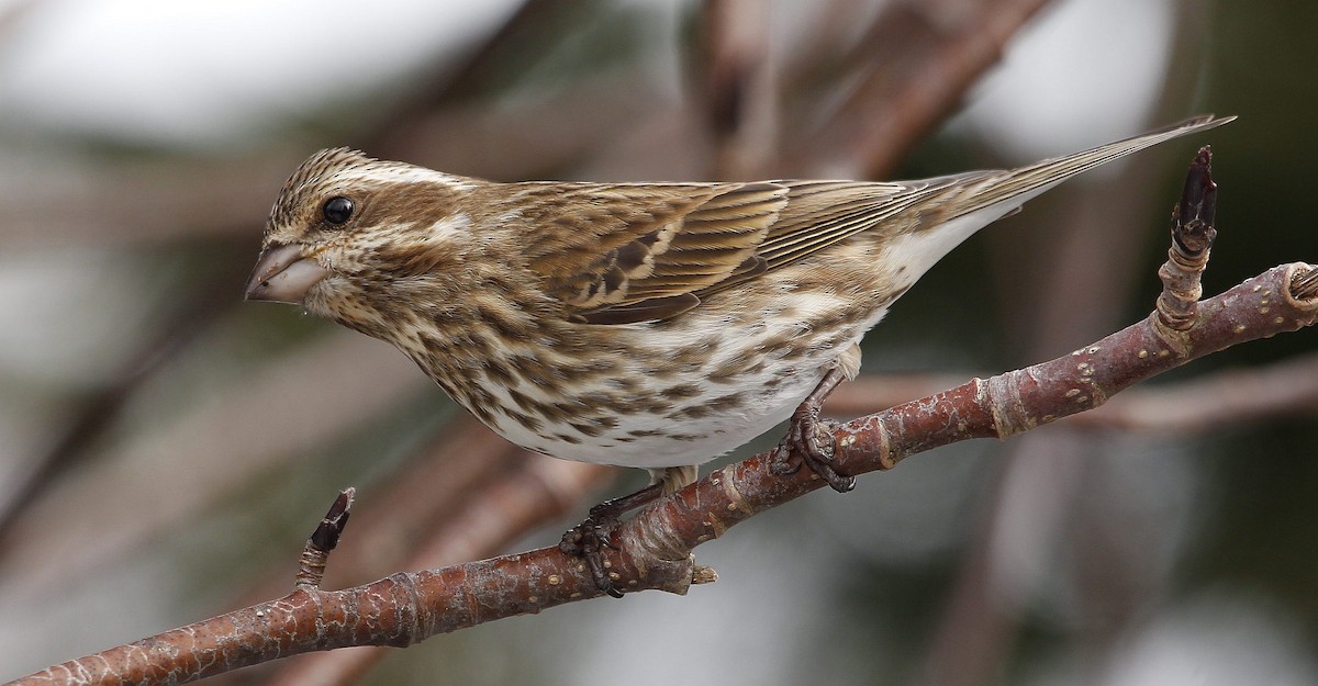 Purple Finch - ML427945561