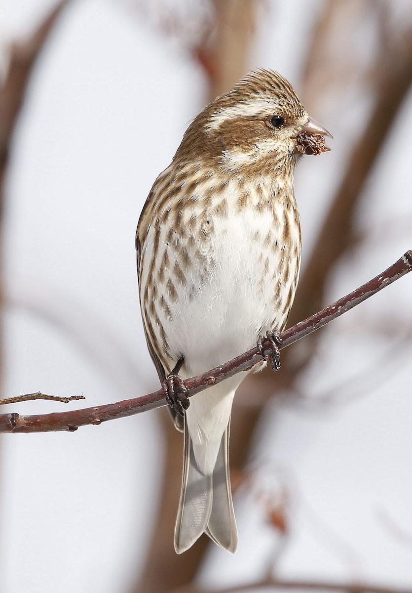 Purple Finch - ML427945581