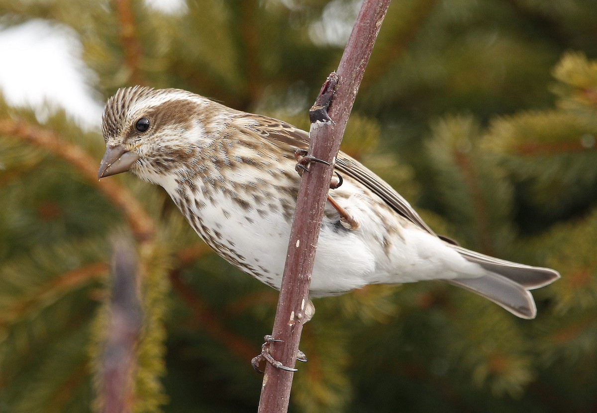 Purple Finch - ML427945601