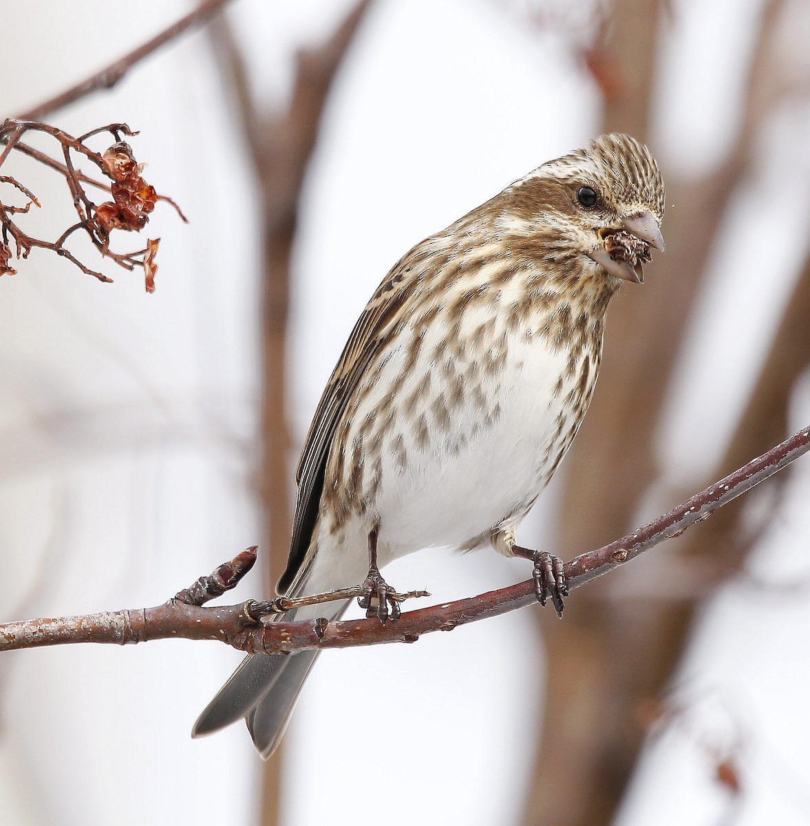 Purple Finch - ML427945611