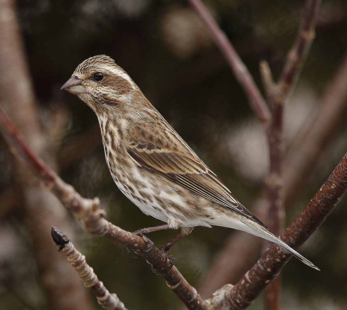 Purple Finch - ML427945621