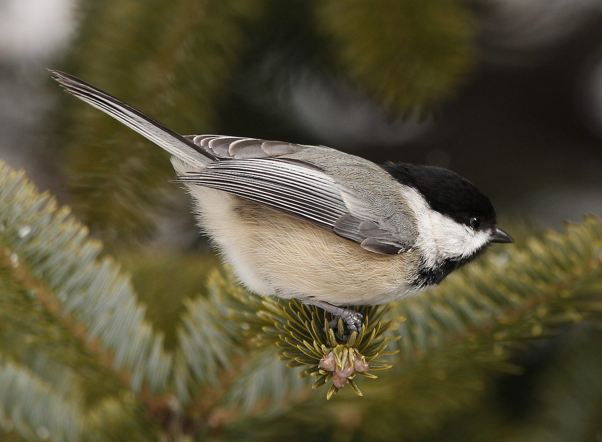 Black-capped Chickadee - ML427947771