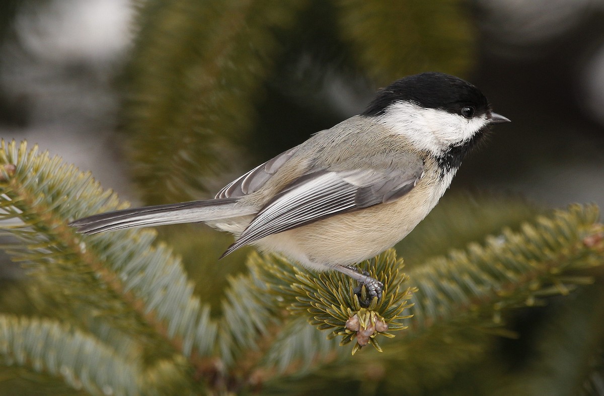 Black-capped Chickadee - ML427947821
