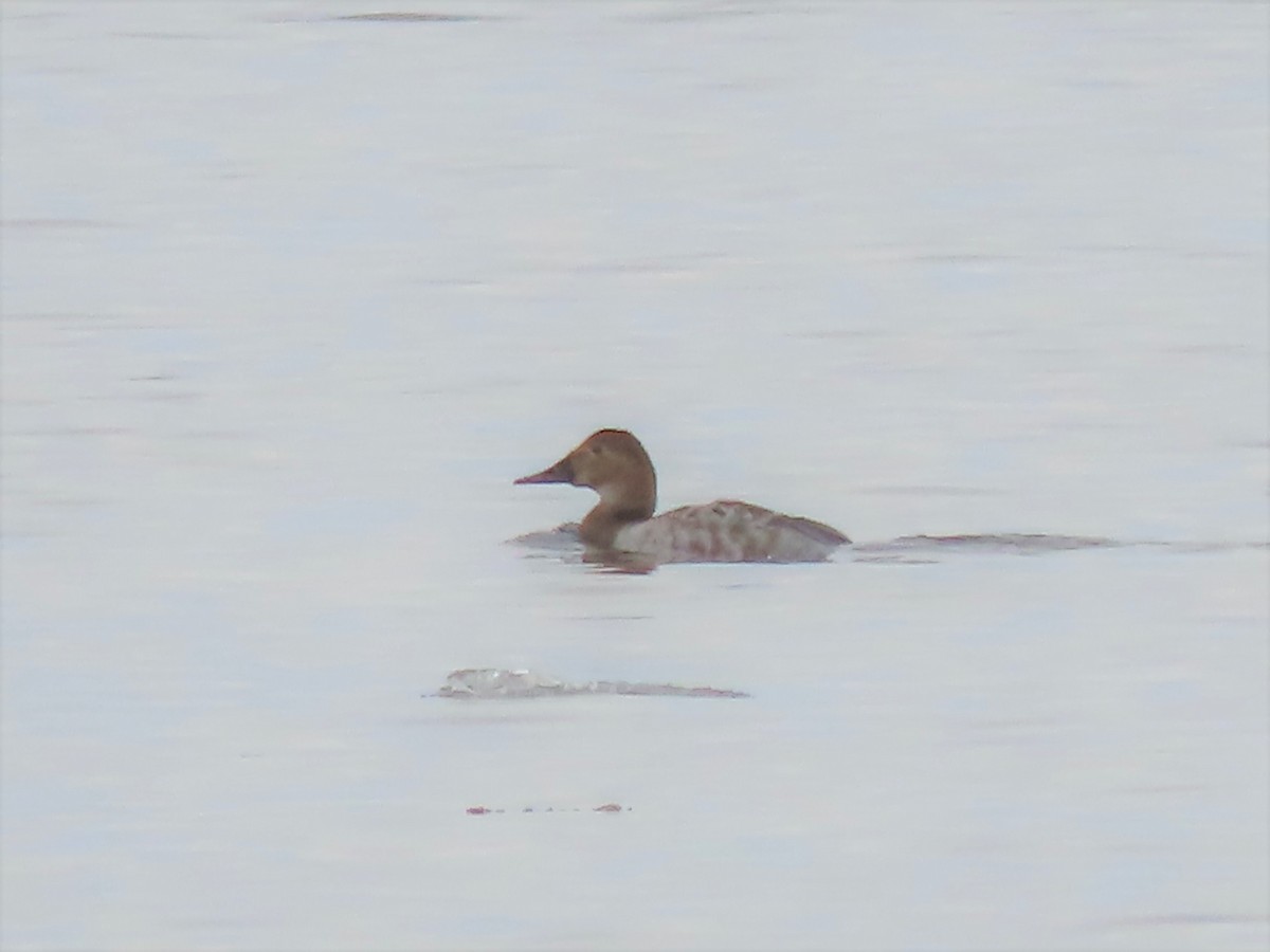 Canvasback - ML427948001