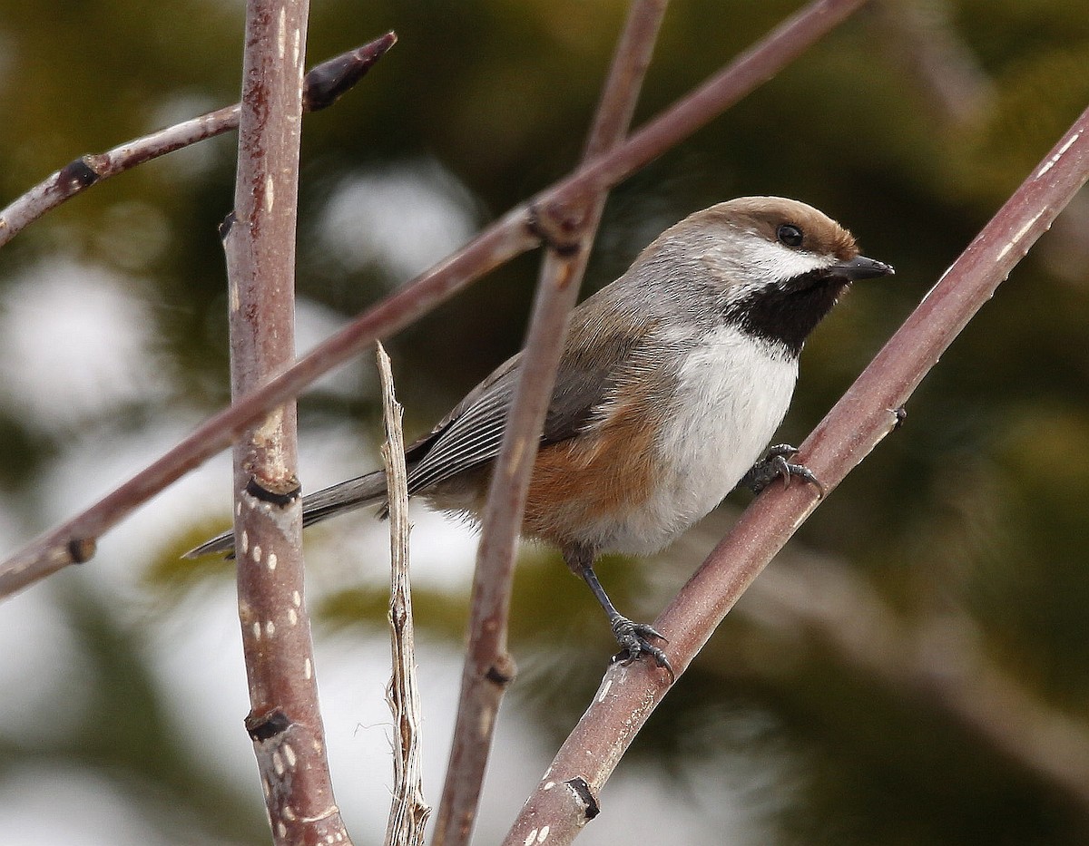 Boreal Chickadee - ML427948021