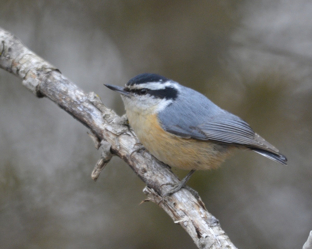 Red-breasted Nuthatch - ML427948241