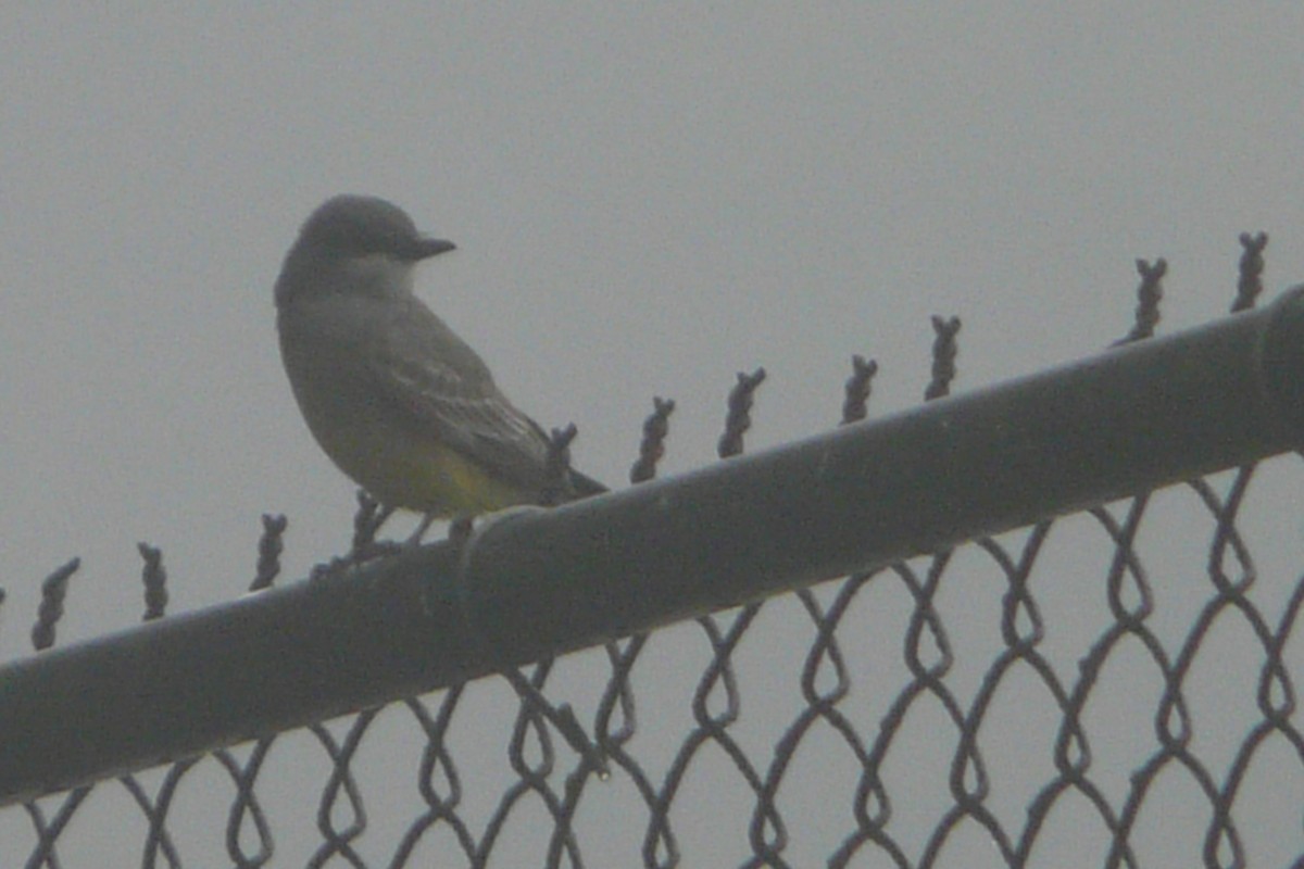 Cassin's Kingbird - Daniel Scali