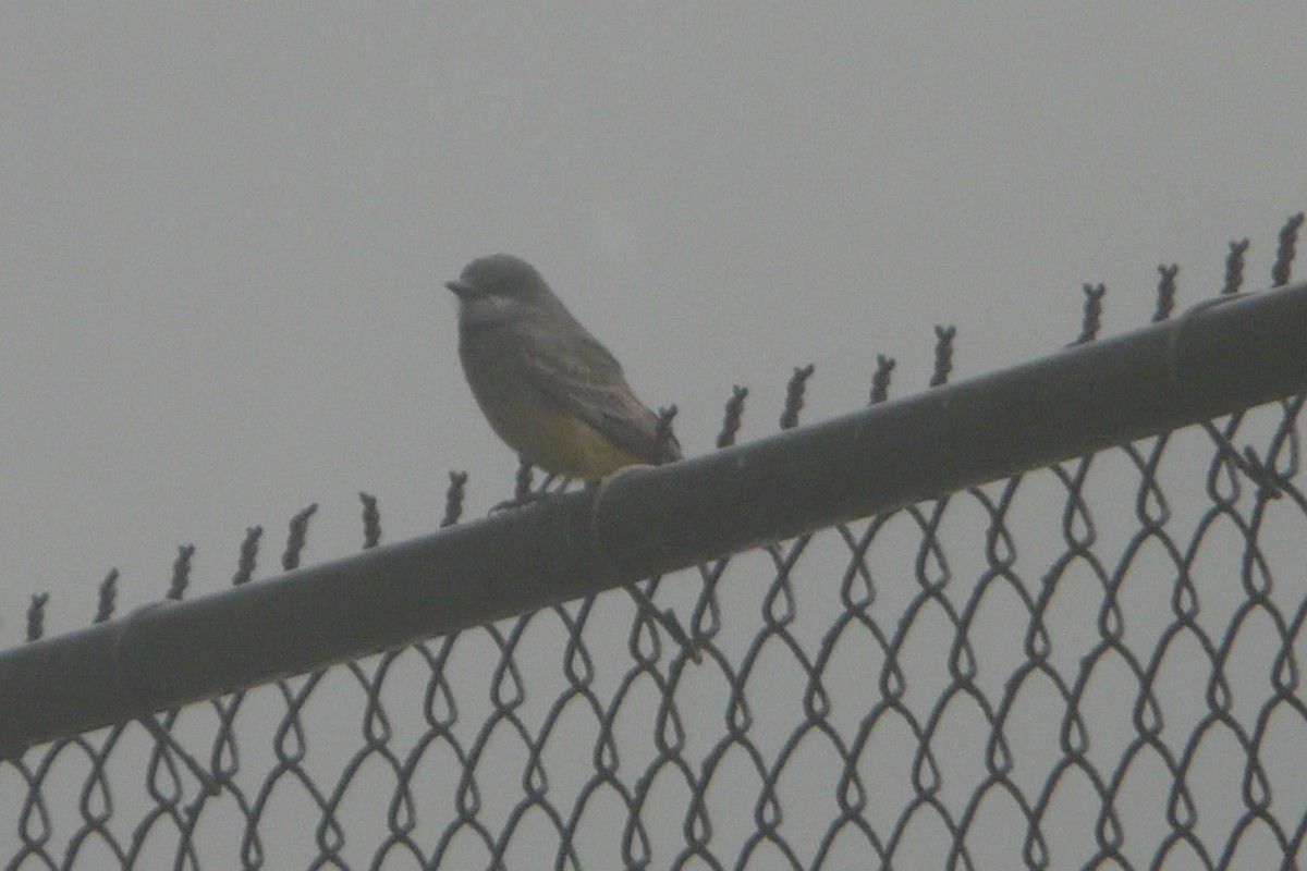 Cassin's Kingbird - Daniel Scali