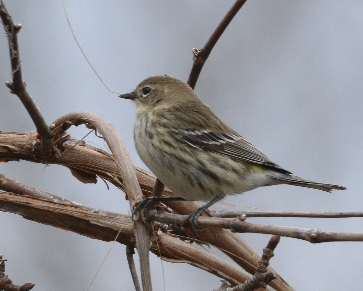 Yellow-rumped Warbler - ML427949471