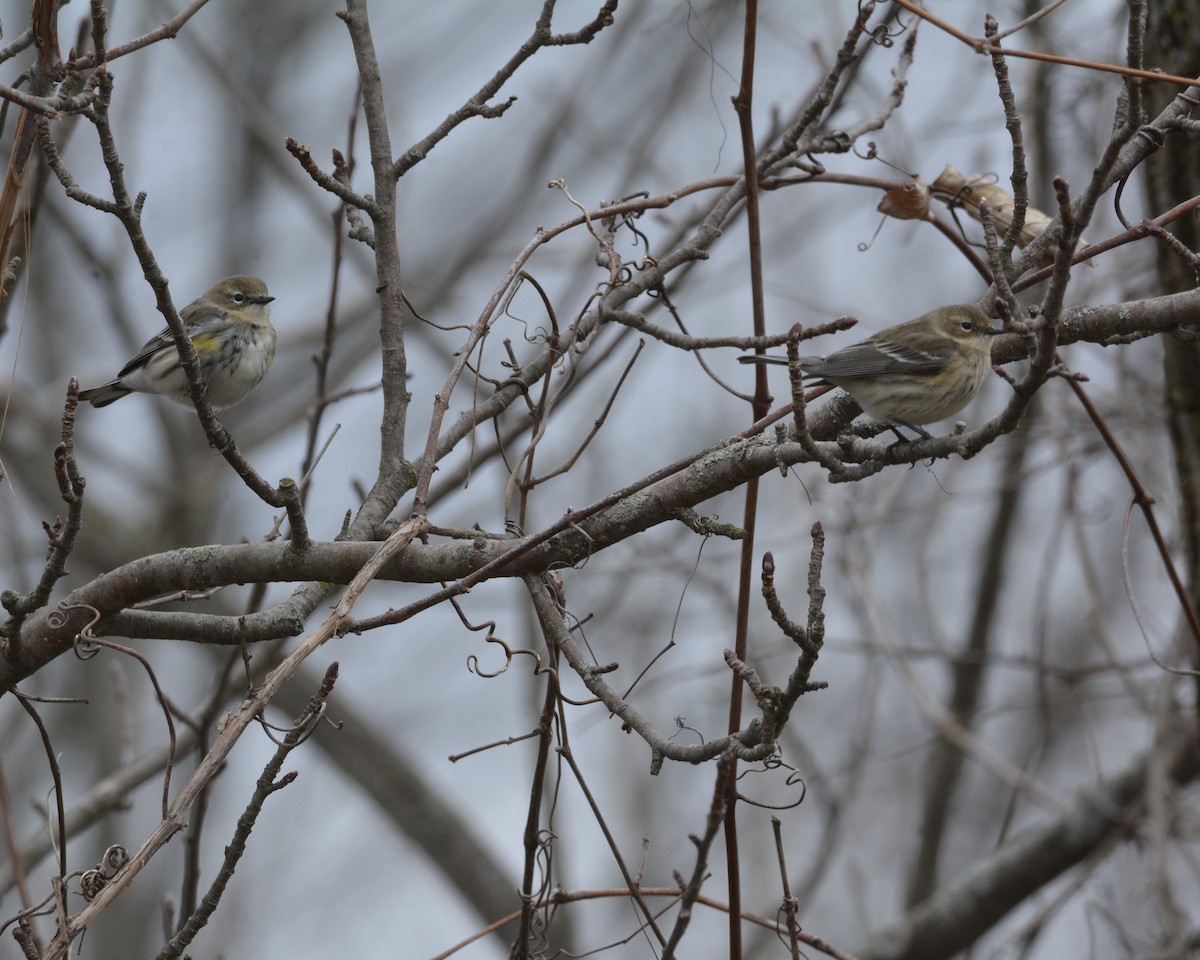 Yellow-rumped Warbler - ML427949861