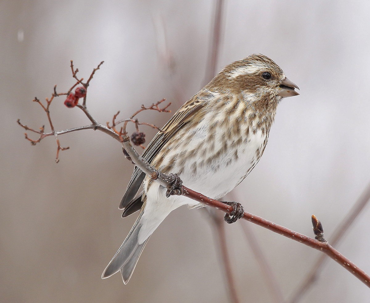 Purple Finch - ML427949981