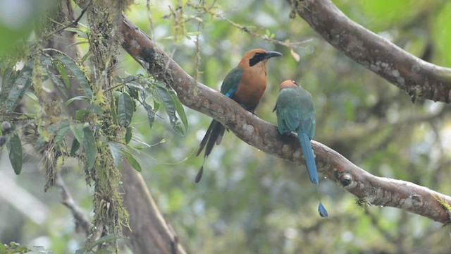 Zimtbrustmotmot - ML427950011