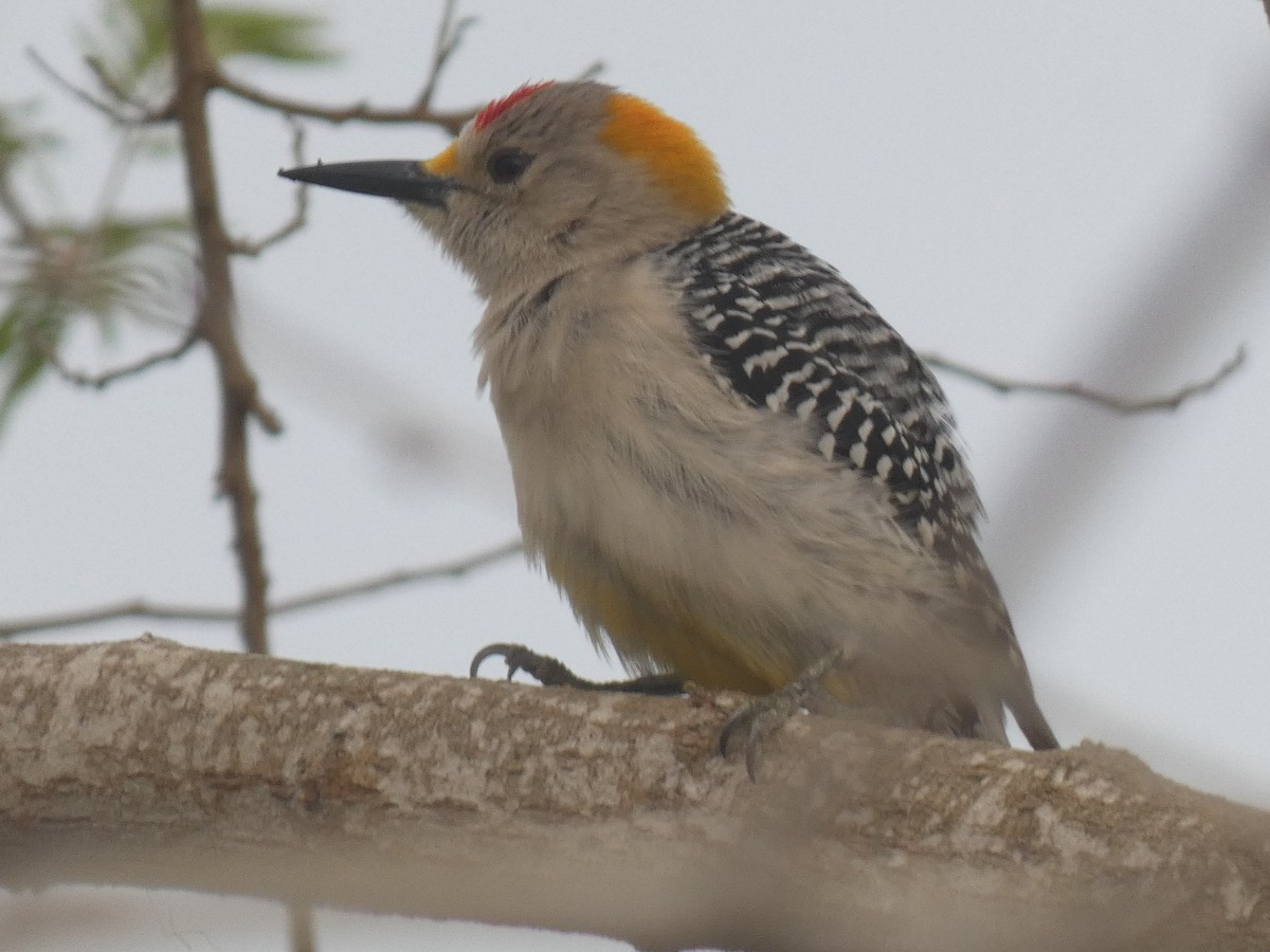 Golden-fronted Woodpecker - ML427950251