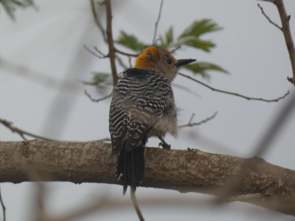Golden-fronted Woodpecker - ML427950261