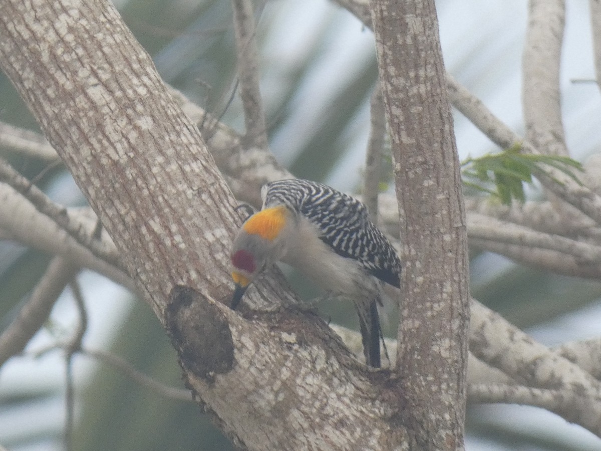 Golden-fronted Woodpecker - ML427950271