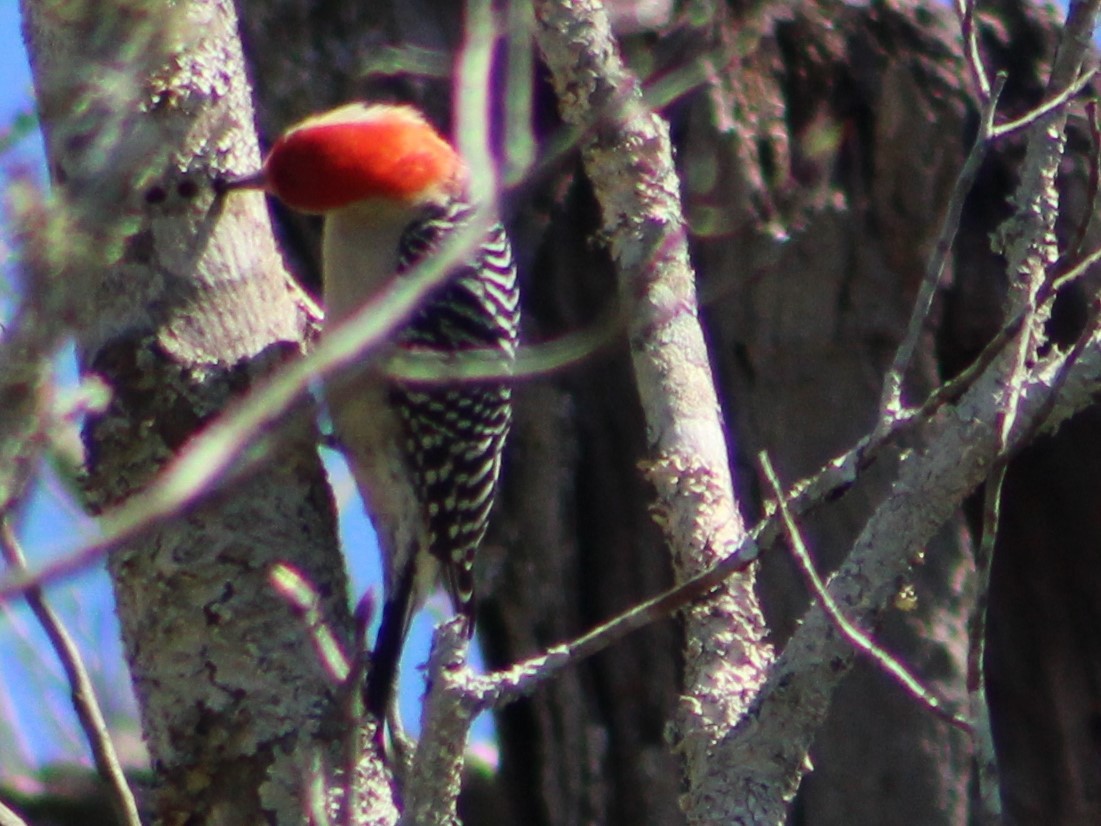 Red-headed Woodpecker - ML427953711