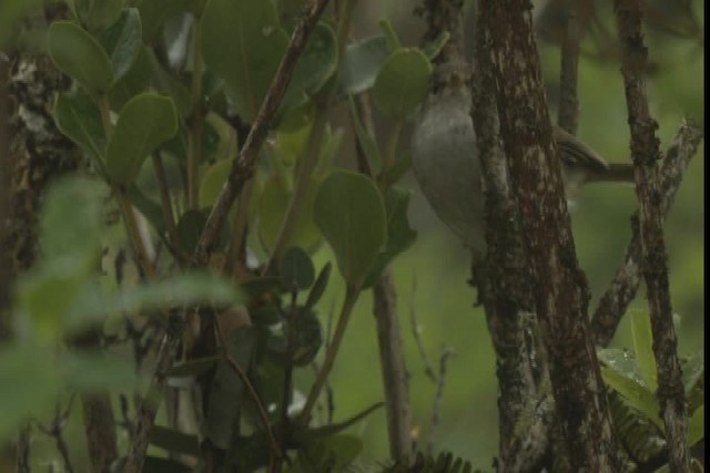 Japanese Bush Warbler - ML427955