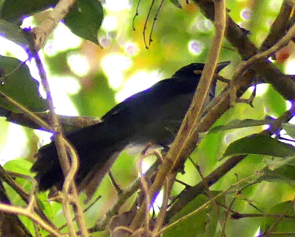 Blue-headed Crested Flycatcher - ML427955321