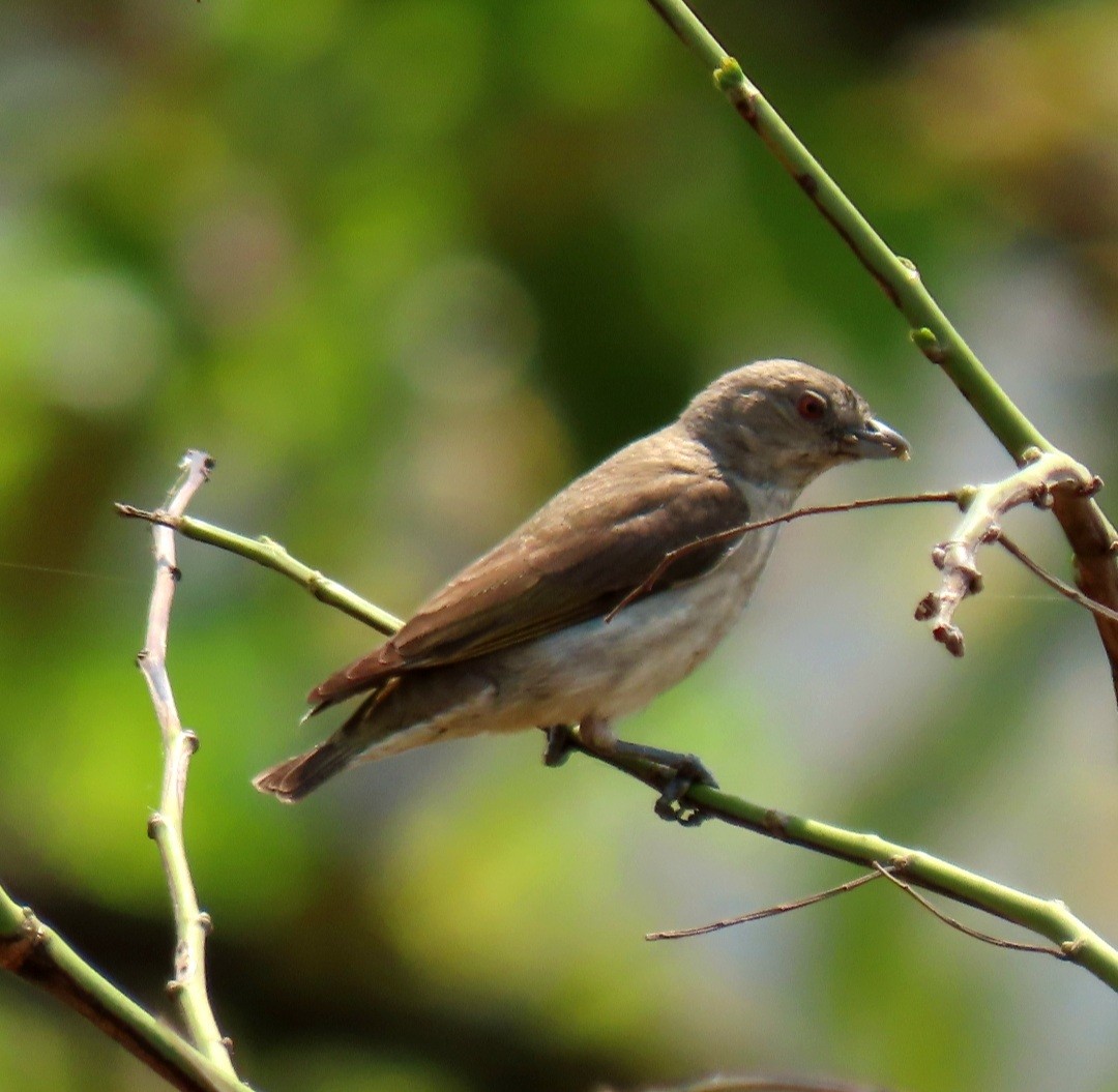 Thick-billed Flowerpecker - ML427955441