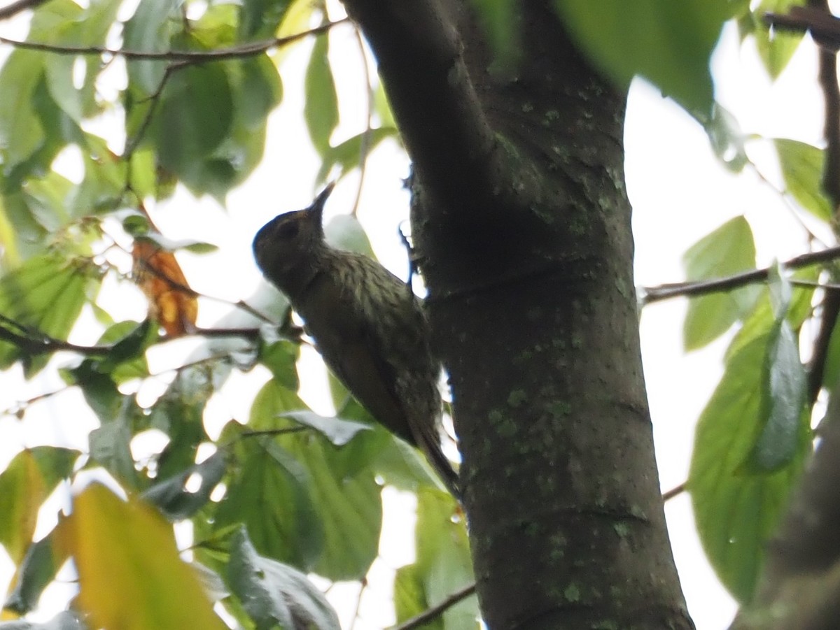 Elliot's Woodpecker - ML427956561