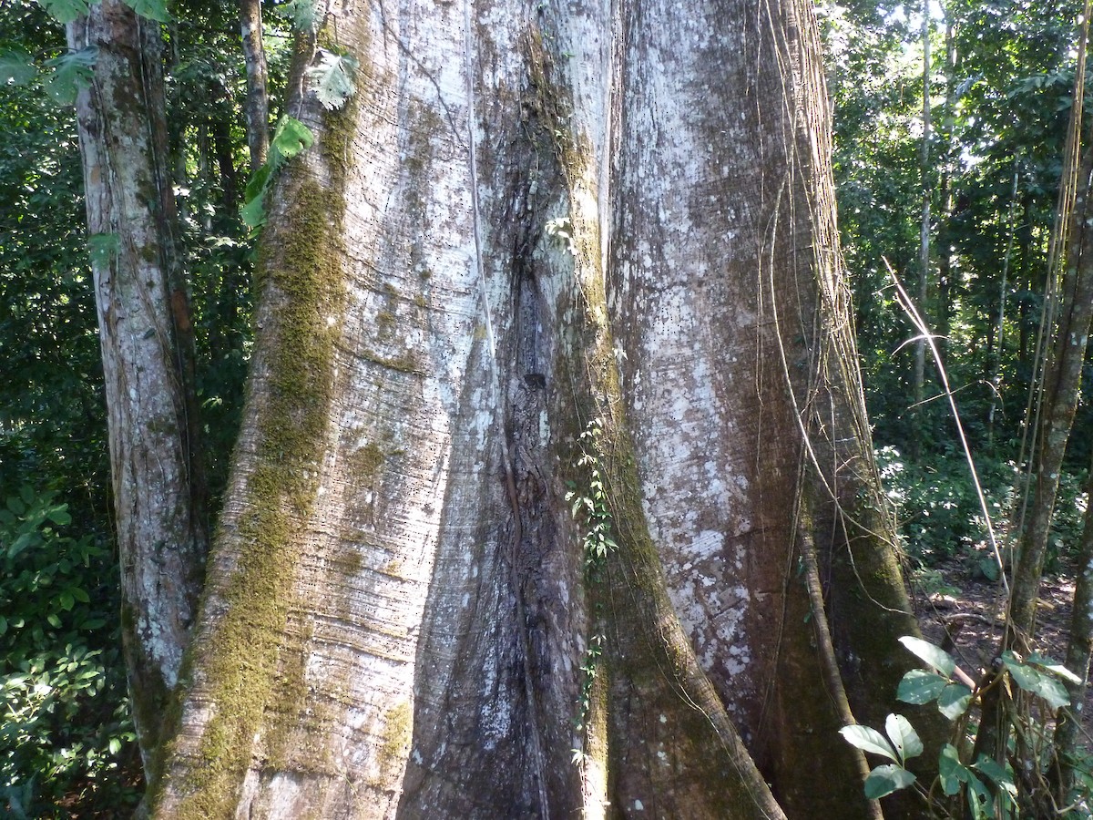 Lawrence's Thrush - ML427957631