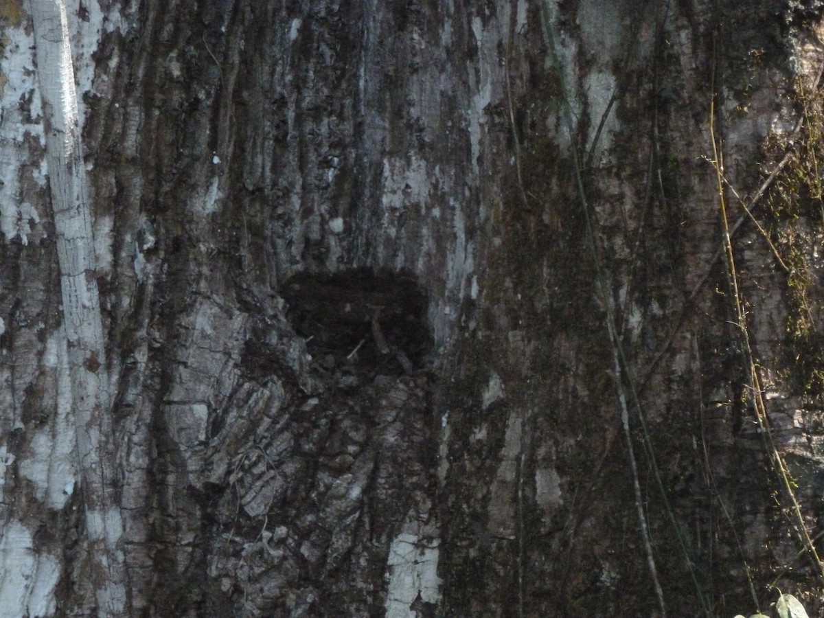 Lawrence's Thrush - ML427957711