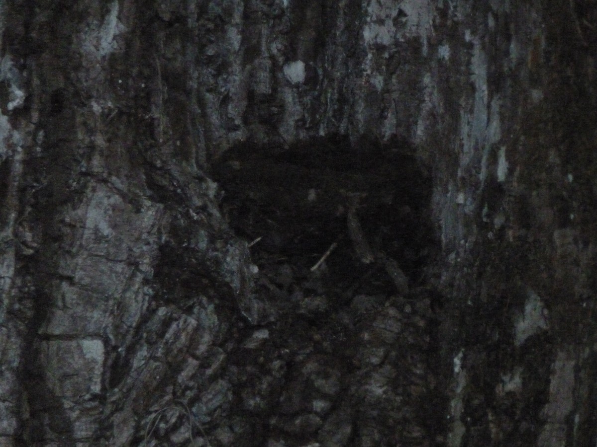 Lawrence's Thrush - ML427957771