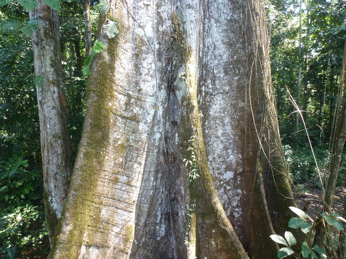 Lawrence's Thrush - ML427957851