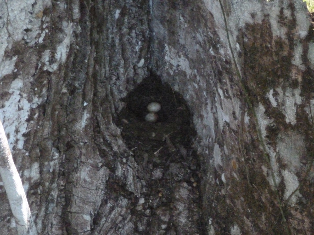 Lawrence's Thrush - ML427957961