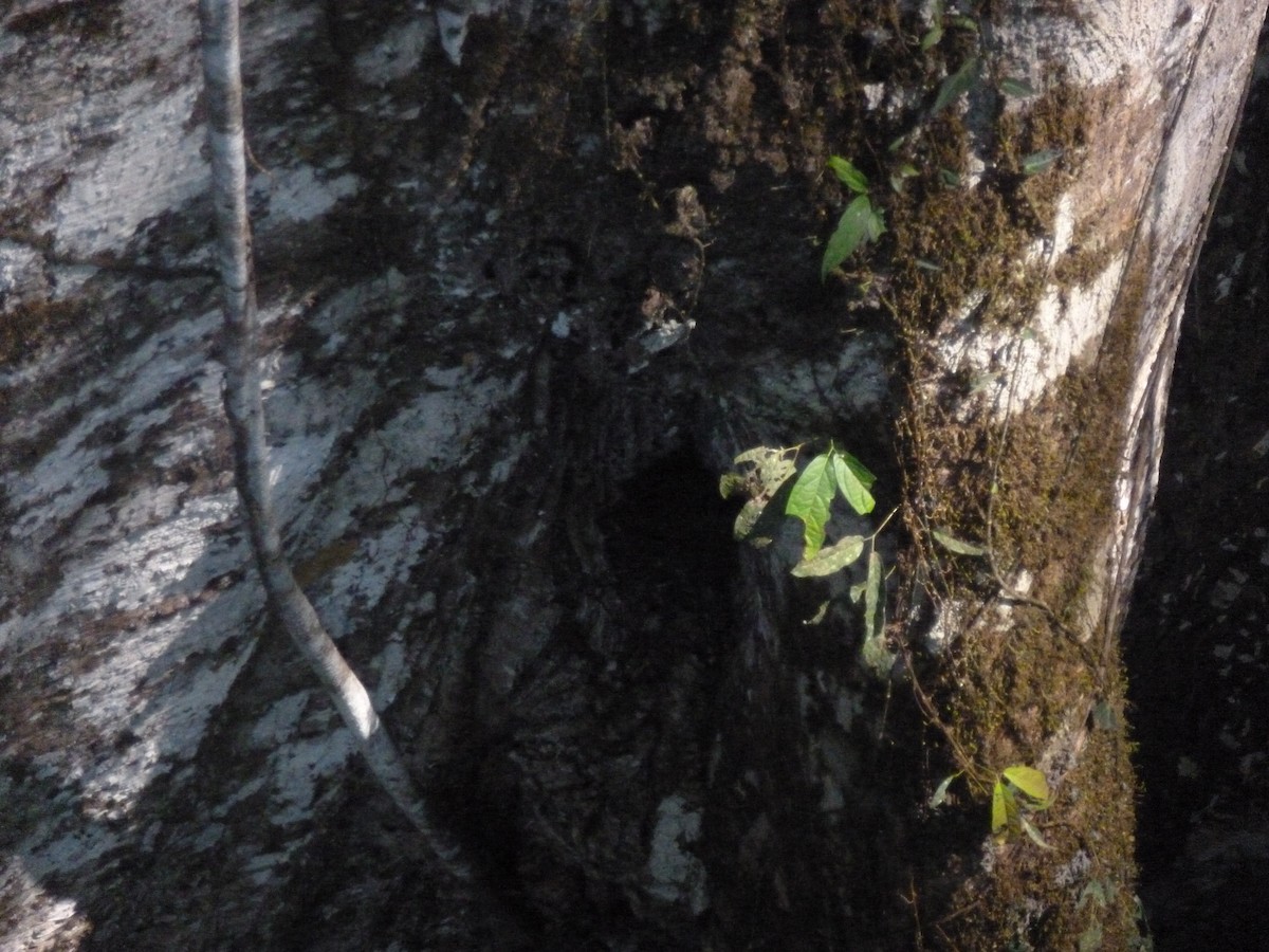 Lawrence's Thrush - ML427958061