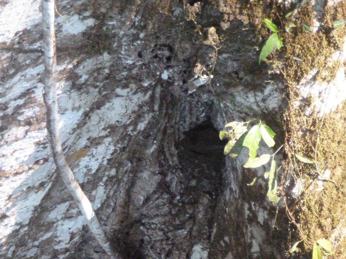 Lawrence's Thrush - ML427958171