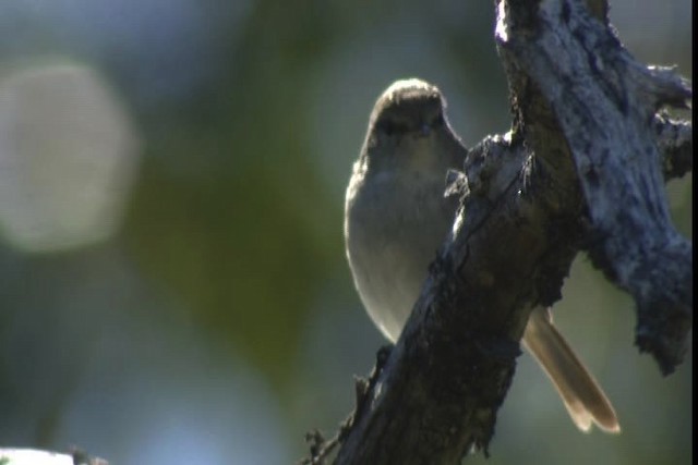 Japanese Bush Warbler - ML427959