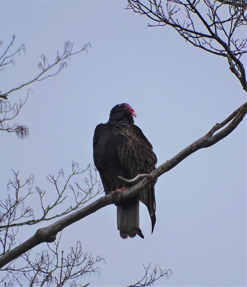 Urubu à tête rouge - ML427959971