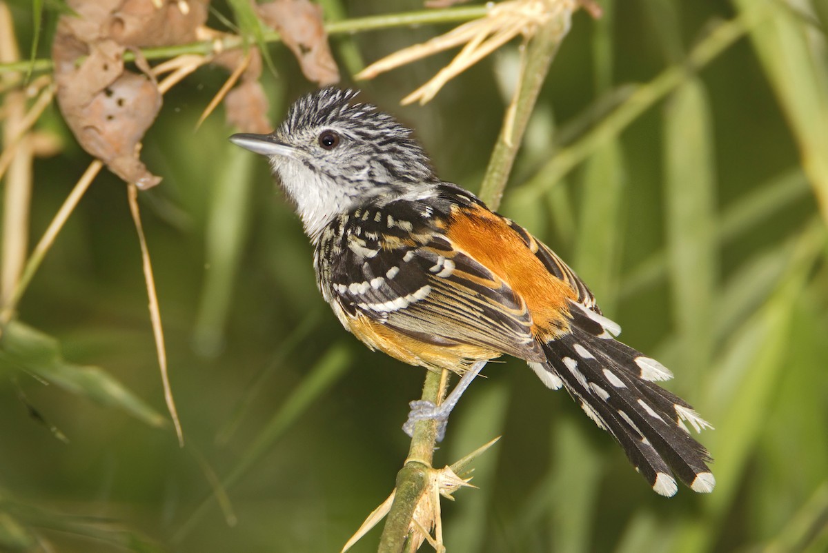 Striated Antbird - ML427960021