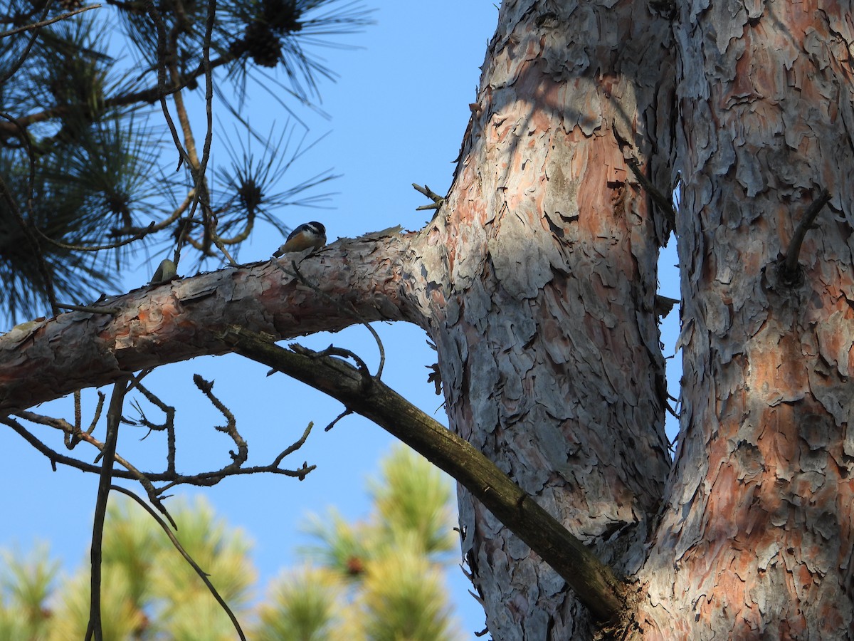 Red-breasted Nuthatch - ML427960111