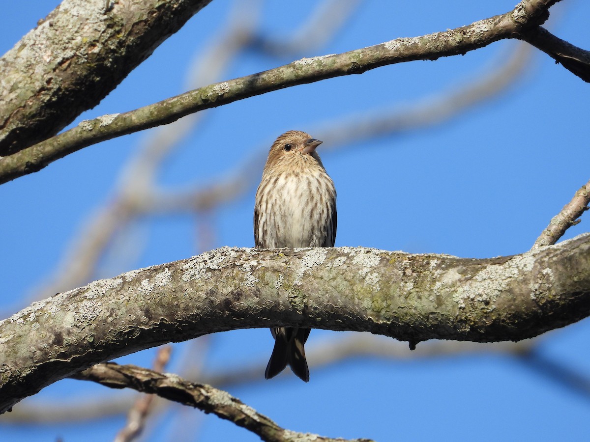 Pine Siskin - ML427960381