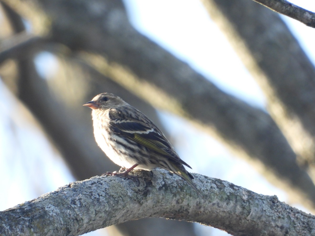 Pine Siskin - ML427960411