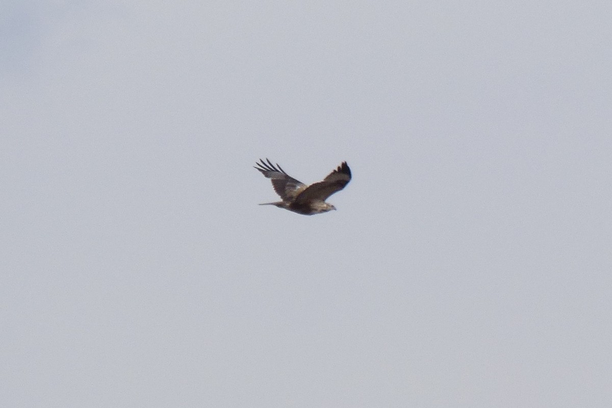 Long-legged Buzzard - ML427963051