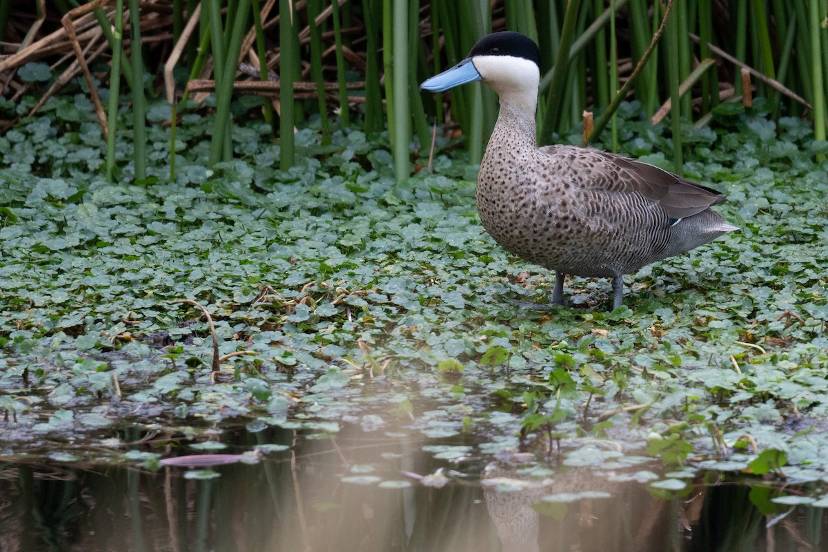 Puna Teal - ML427963421