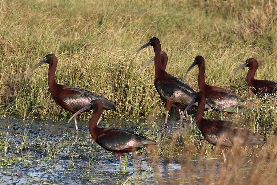 ibis hnědý - ML427964381