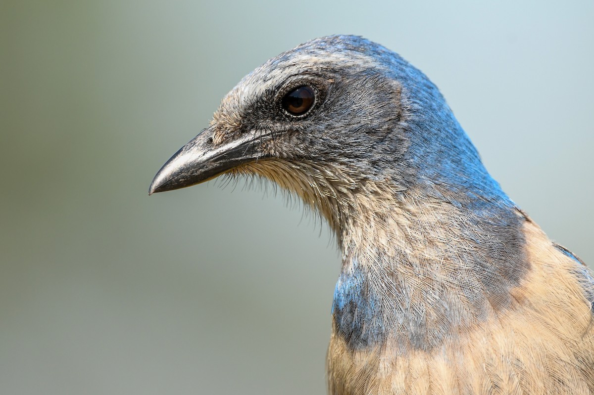 Florida Scrub-Jay - ML427966701