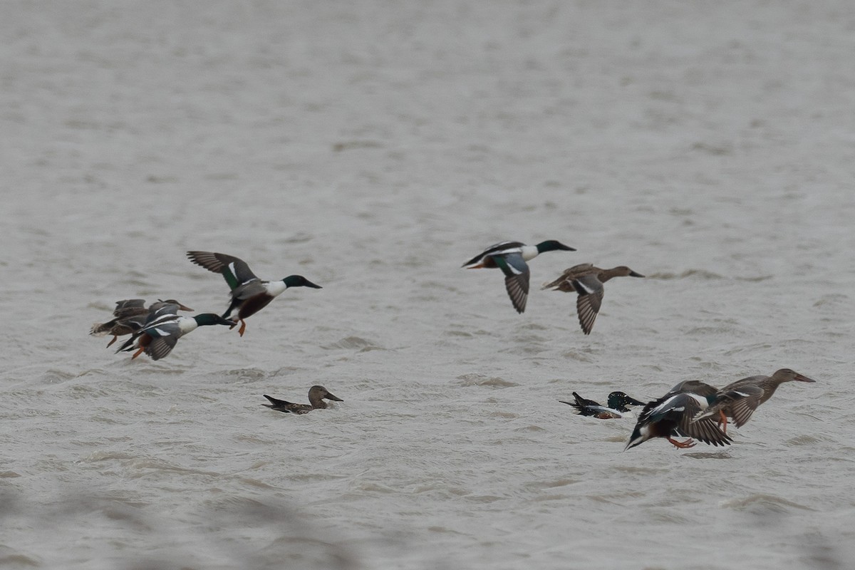 Northern Shoveler - ML427966851