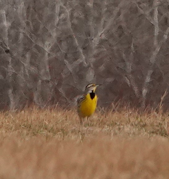 Eastern Meadowlark - ML427967391