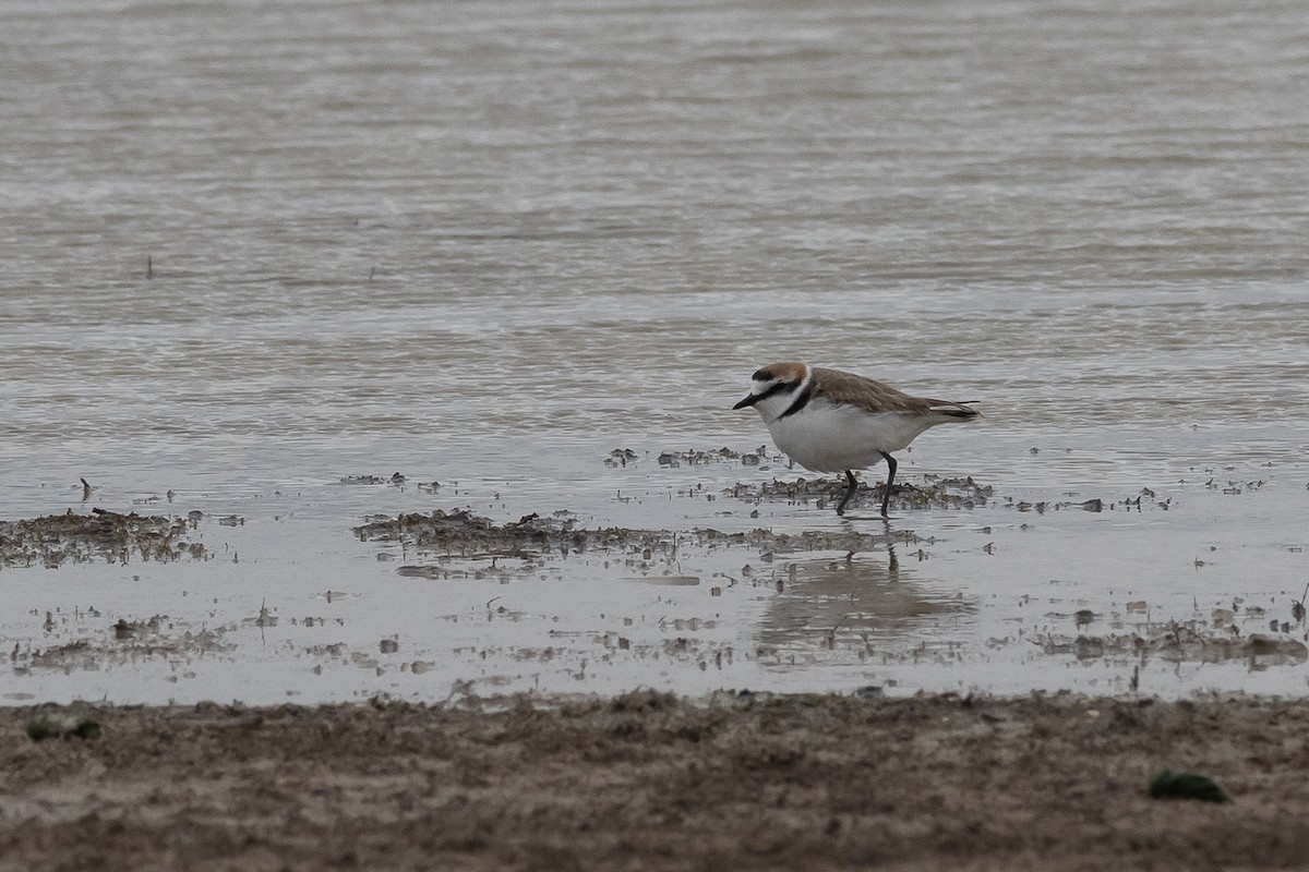 Kentish Plover - ML427967541