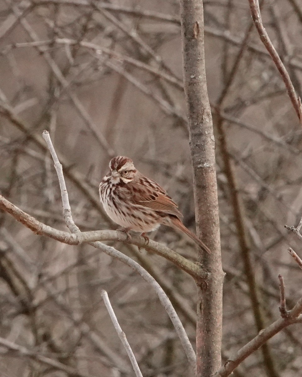 Song Sparrow - Leigh McBride