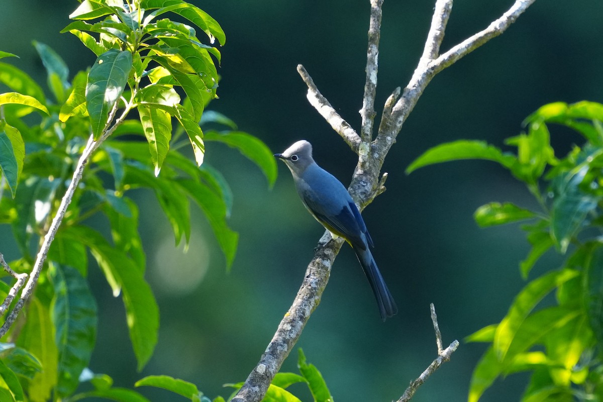 Gray Silky-flycatcher - ML427967991