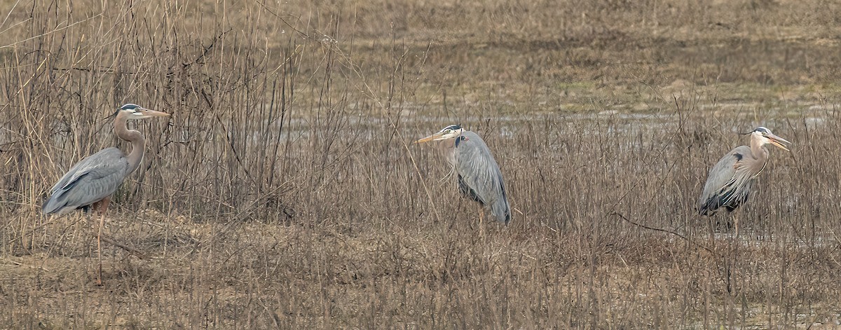 Great Blue Heron - ML427968321