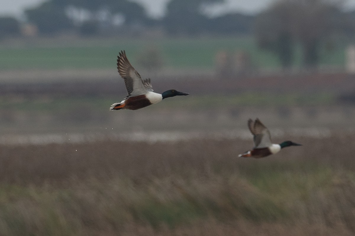 Northern Shoveler - ML427968521