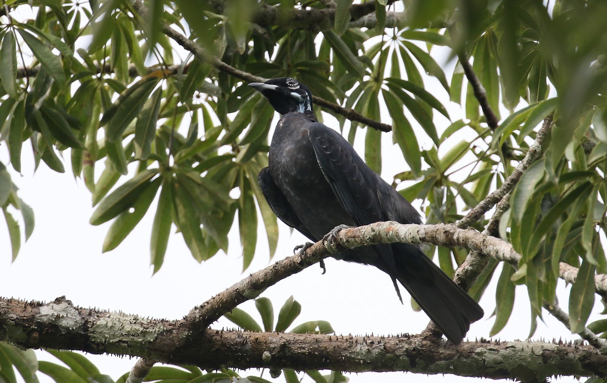 Bare-necked Fruitcrow - ML427969171