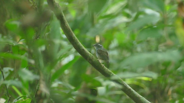 Ash-throated Gnateater - ML427969201